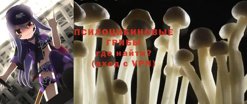 Псилоцибиновые грибы Cubensis  Зерноград 